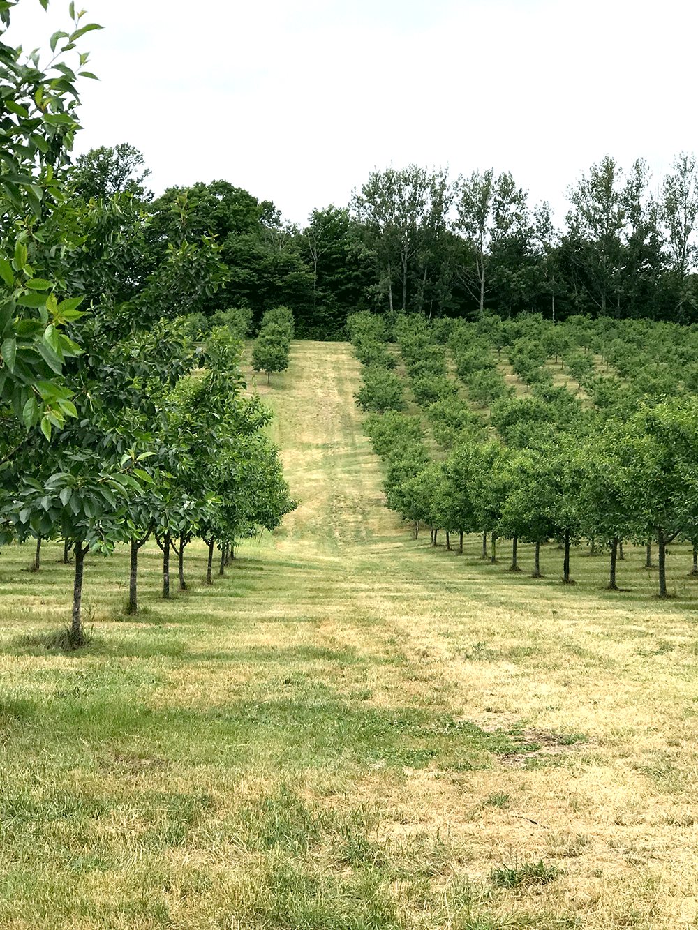 Cherry Bay Orchards Trials