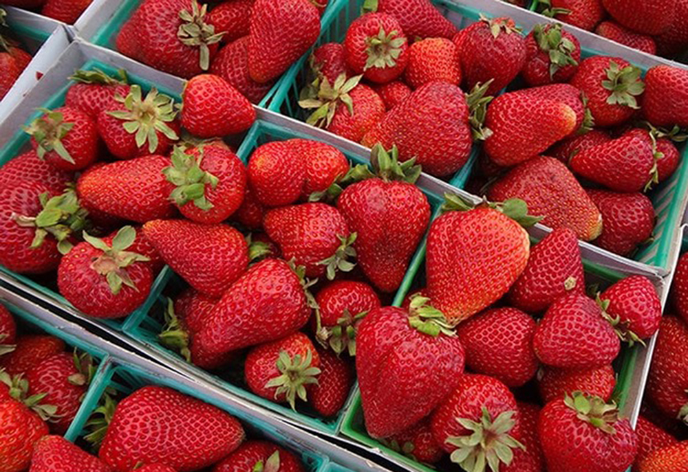 Plant based fertilizer for growing organic strawberries