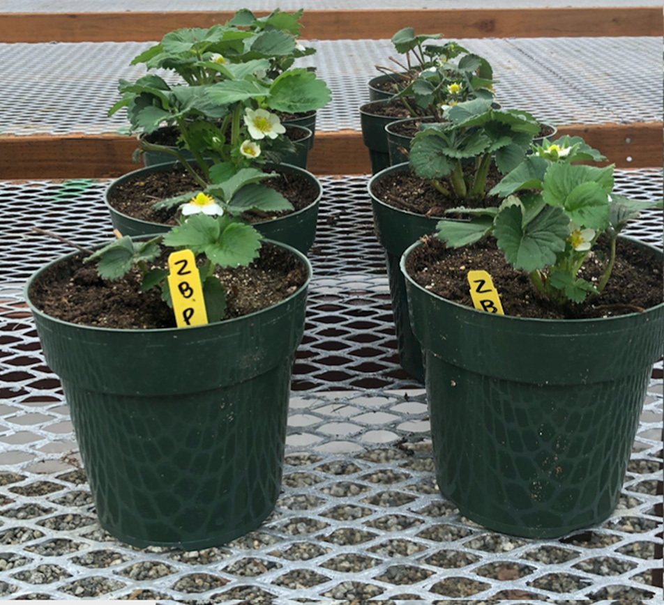 Plant Based Strawberry Fertilizer Trial