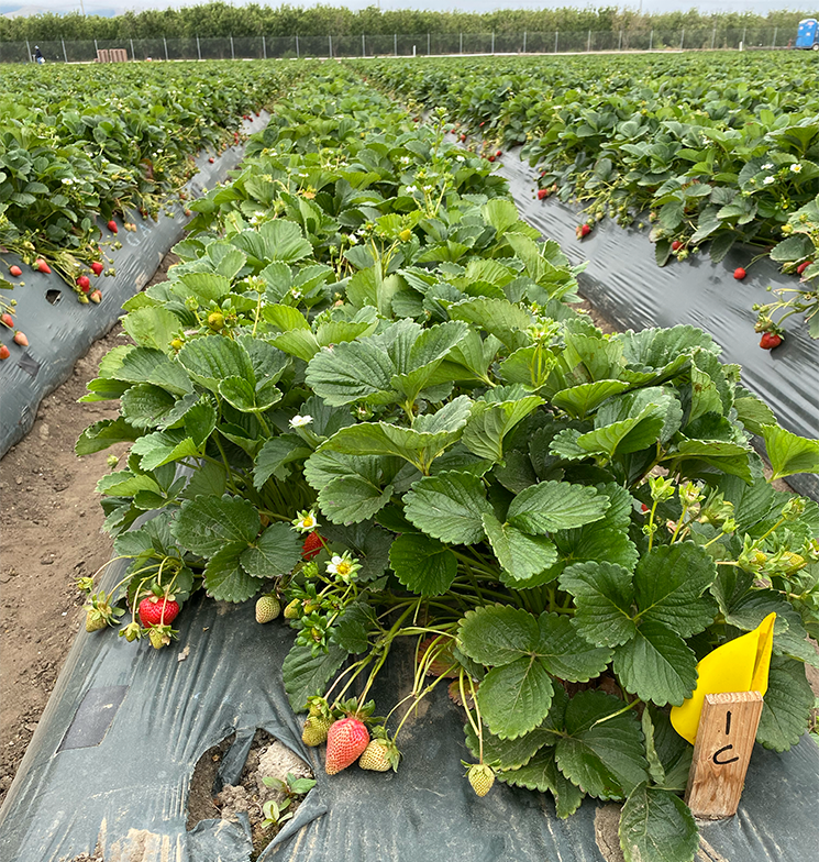 Strawberry plants treated with Supergrow